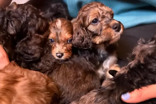 Marigold Shocks Her Owner By Delivering 17 Irish Doodle Puppies in a Single Day