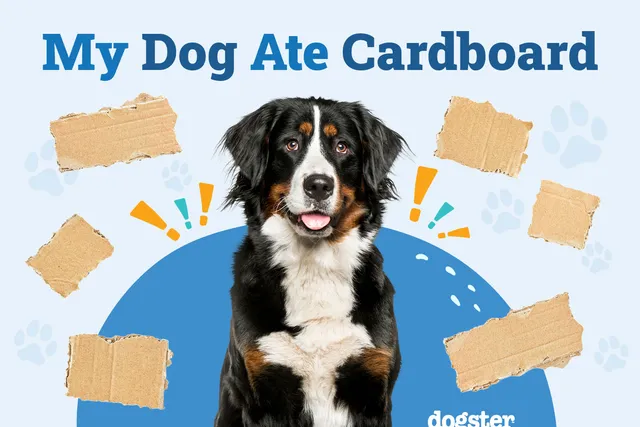 My Dog Ate Cardboard: Should I Be Worried? Our Vet Answers