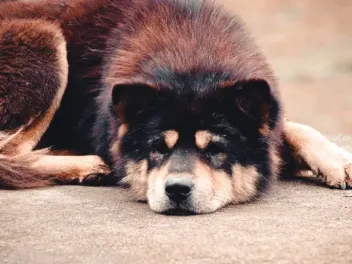 How Much Does a Hmong Dog Cost? (2026 Price Guide)