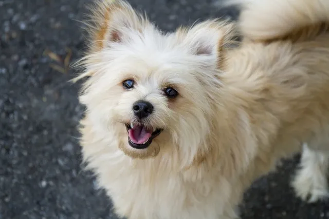 Pomapoo (Pomeranian & Poodle Mix) Dog Breed: Info, Pictures & Care
