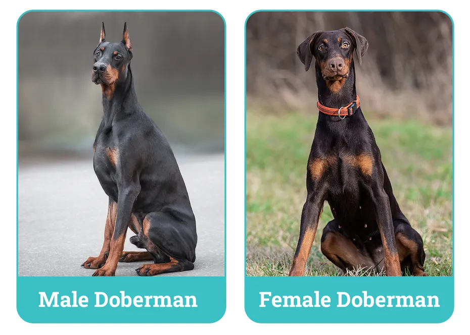 Male vs Female Doberman side by side