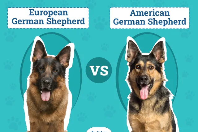 European vs American German Shepherd: The Key Differences (with Pictures)