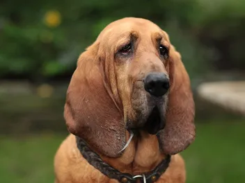 3 Beautiful Bloodhound Colors - With Pictures (Vet-Reviewed)