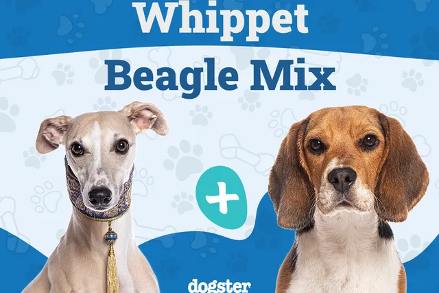 Whipbeagle (Whippet Beagle Mix): Info, Pictures, Care & Traits