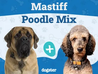 Mastidoodle (Mastiff & Poodle Mix): Info, Pictures, Care & More