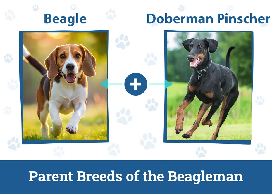 Parent Breeds of the Beagleman