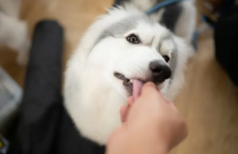 giving treat to an alaskan malamute dog