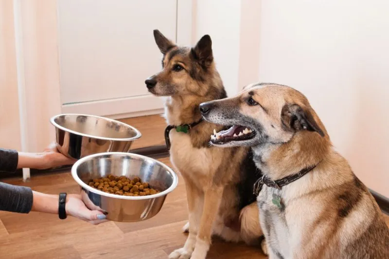 owner feeding two hungry dogs