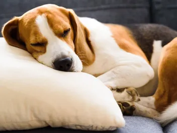 How Many Hours Do Dogs Sleep in a Day? Vet-Approved Facts & Tips