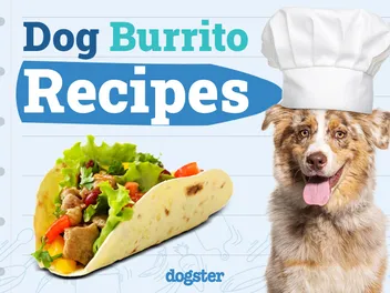 5 Dog-Friendly Burrito Recipes You Can Make Today (Vet Approved)