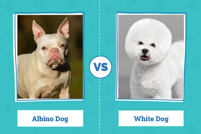Albino Dogs vs. White Dogs: Vet Explained Differences