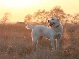 Central Asian Ovcharka Dog Breed: Info, Pictures, Care & Traits