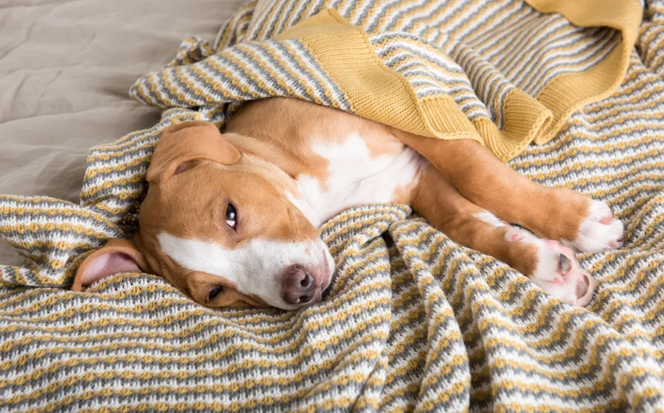 puppy lying on bed with blanket