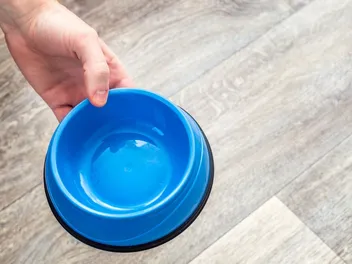 How Often Should You Wash Dog Food & Water Bowls: Vet Approved Advice