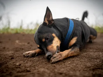 Why Do Dogs Chew Their Paws? 9 Vet-Reviewed Reasons & What to Do