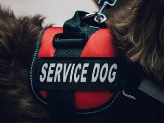 What Makes a Good Service Dog? 8 Vet-Reviewed Characteristics