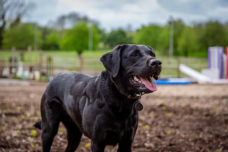 close up of black labrador retriever dog