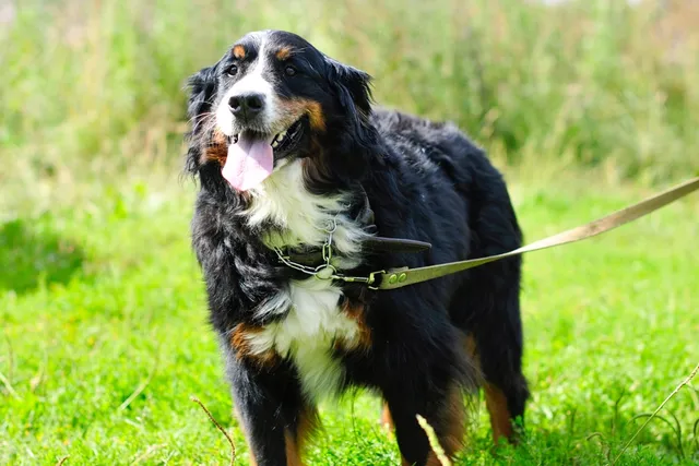 How Much Exercise Do Bernese Mountain Dogs Need? Vet-Approved Advice