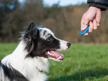 Is Clicker Training Bad? Our Vet Explains the Science, Methods & Controversies