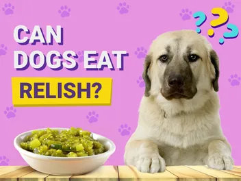 Can Dogs Eat Relish? Vet-Reviewed Facts & FAQ