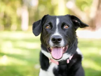 Border Point Dog: Info, Pictures, Care Guide & More