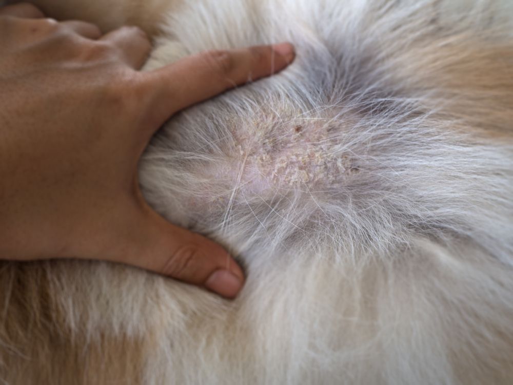 close up of white dog with psoriasis
