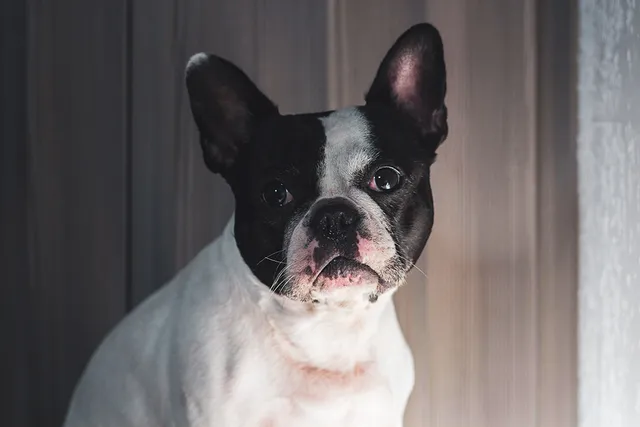 Frenchton Dog Breed: Info, Pictures, Care, & Facts