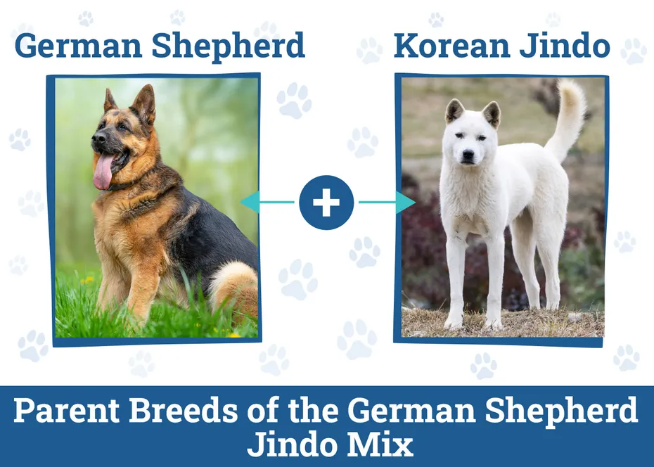 Parent Breeds of the German Shepherd Jindo Mix