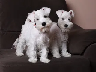 White Miniature Schnauzer: Info, Pictures, Origin & History