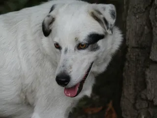 Why Is My Dog Panting at Night? 9 Vet-Explained Reasons