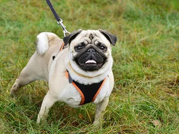 Are Pugs Aggressive? Breed Facts & Traits