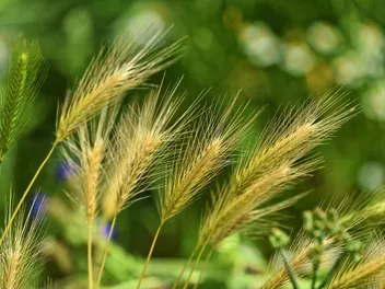 Why Are Foxtails Bad for Dogs? Our Vet Explains the Dangers & Safety Tips