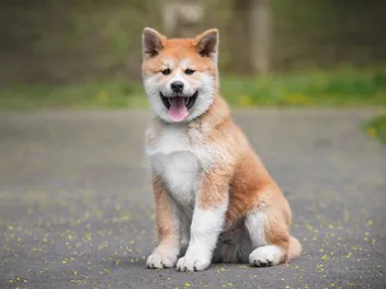 13 Vet-Verified Akita Facts That You'll Love to Know