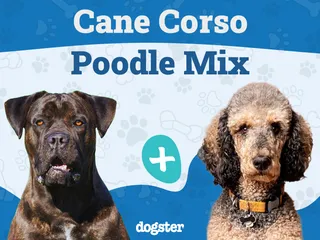 Cane Corso Poodle Mix: Info, Pictures, Traits & More