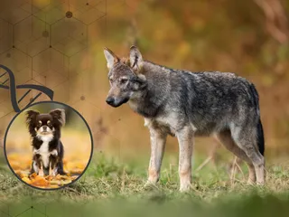 Dogs Were Crossing the Americas Long Before Cortés