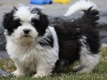 Shorgi Dog Breed: Info, Pictures, Care Guide & More