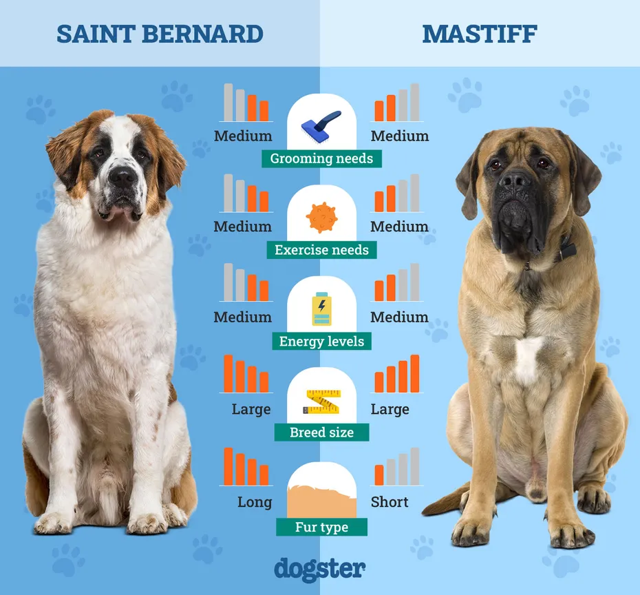 Dogster_Side by Side Comparison_ Saint Bernard vs Mastiff