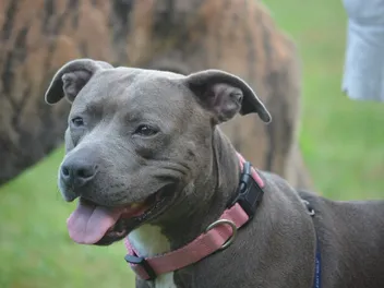 Staffordshire Bull Terrier: Breed Info, Pictures, Facts & Traits