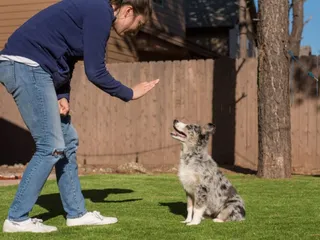 How to Easily Potty Train an Australian Shepherd: 6 Vet-Approved Tips