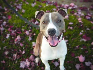 12 Dog Breeds Similar to Pitbulls (With Info & Pictures)