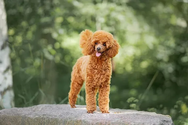 Miniature Poodle Dog Breed: Info, Pictures, Care, Traits & More