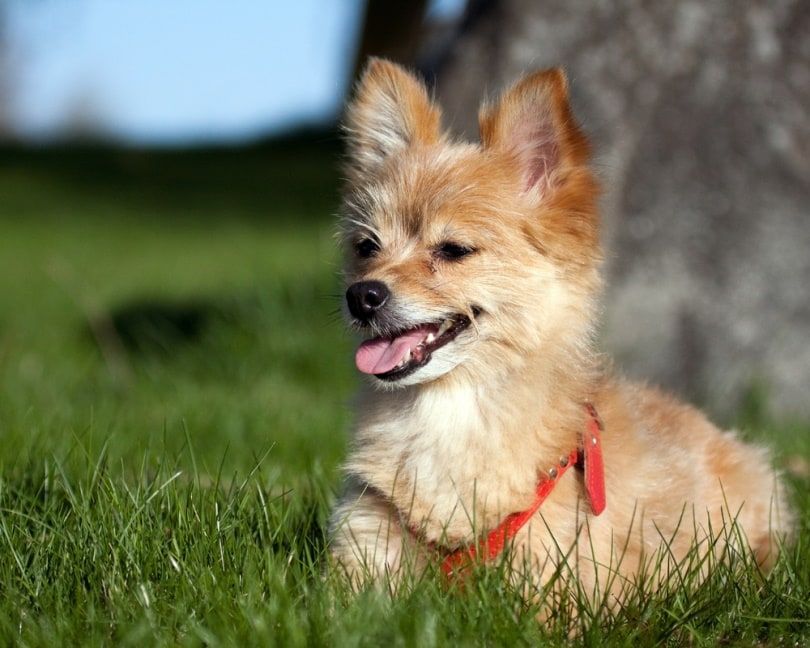 Yoranian sitting in the grass