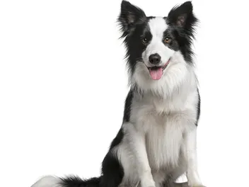 13–18-Month-Old Puppy: What to Expect (Vet-Reviewed Care Guide)