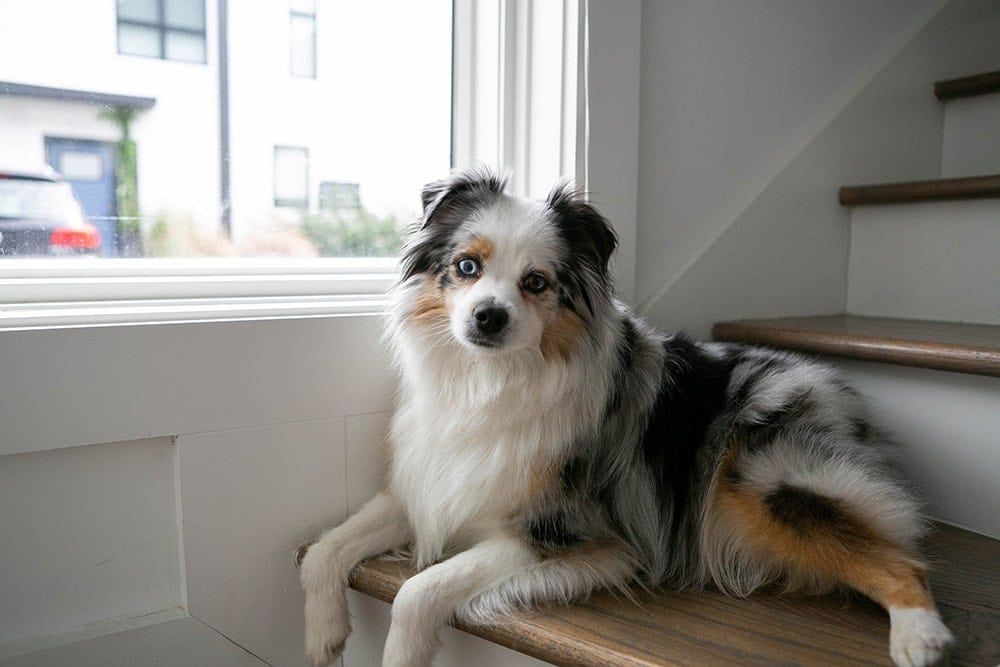 Toy Australian Shepherd sitting by the window