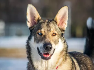 Heterochromia in Dogs: Different Colored Eyes Explained