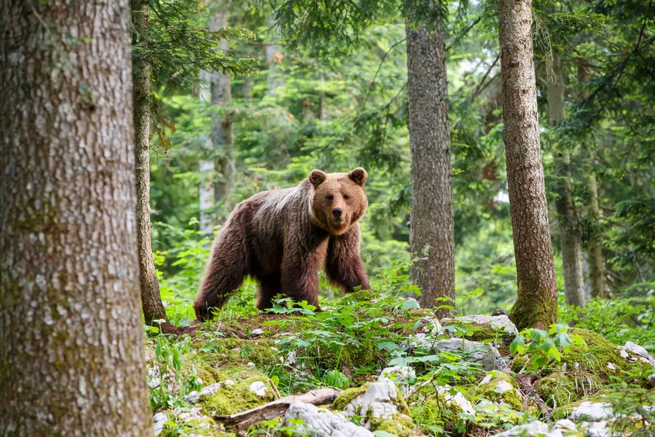 Brown bear