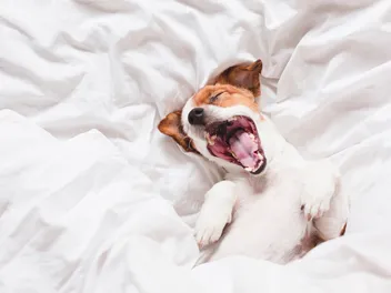 Why Does My Dog Bark in His Sleep? Imagining Their Dreams (Vet-Reviewed)