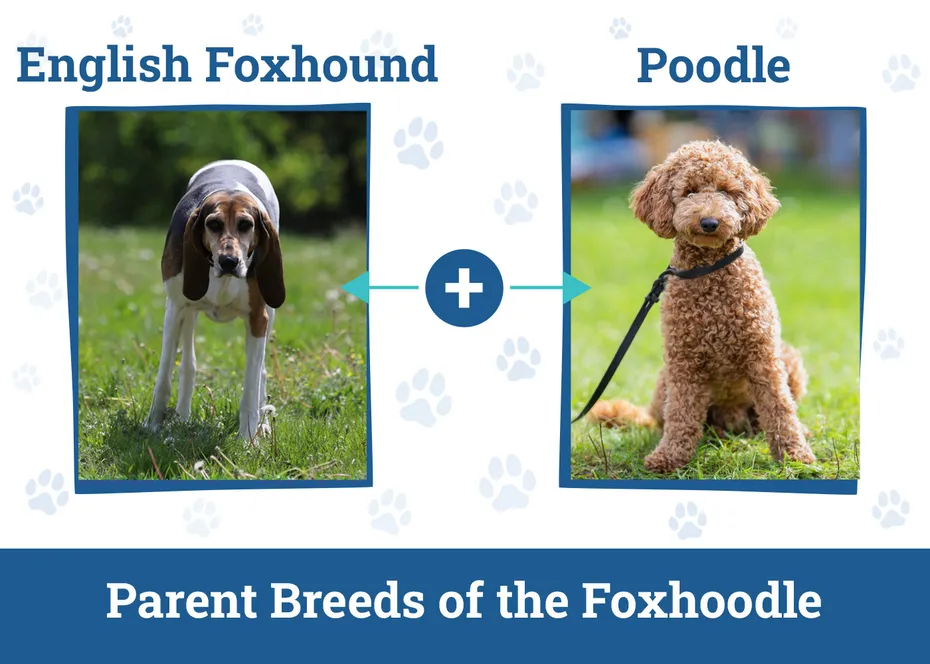 Parent Breeds of the Foxhoodle