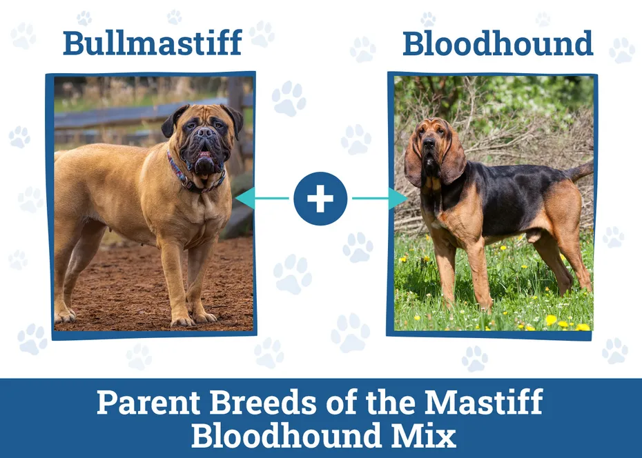 Mastiff Bloodhound Mix