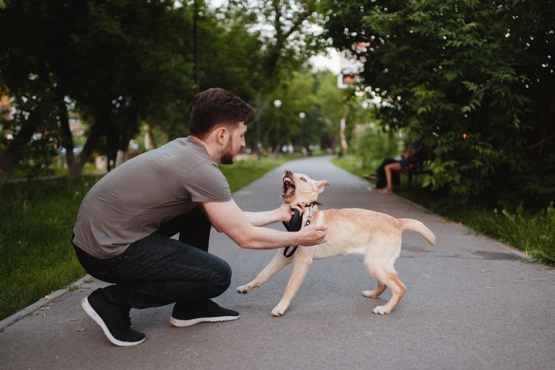 labrador-puppy-barking-to-his-owner